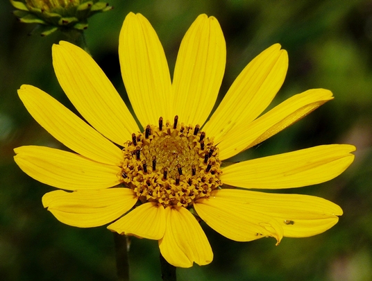 {Helianthus floridanus}